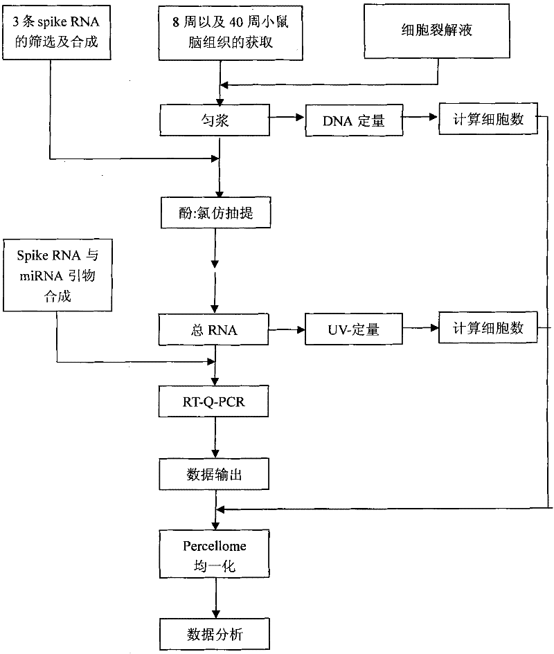 Detection method of miRNA absolute expression level in biological sample