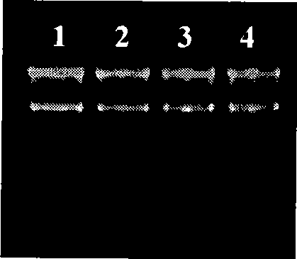 Detection method of miRNA absolute expression level in biological sample