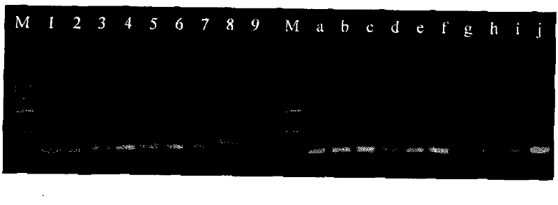 Detection method of miRNA absolute expression level in biological sample