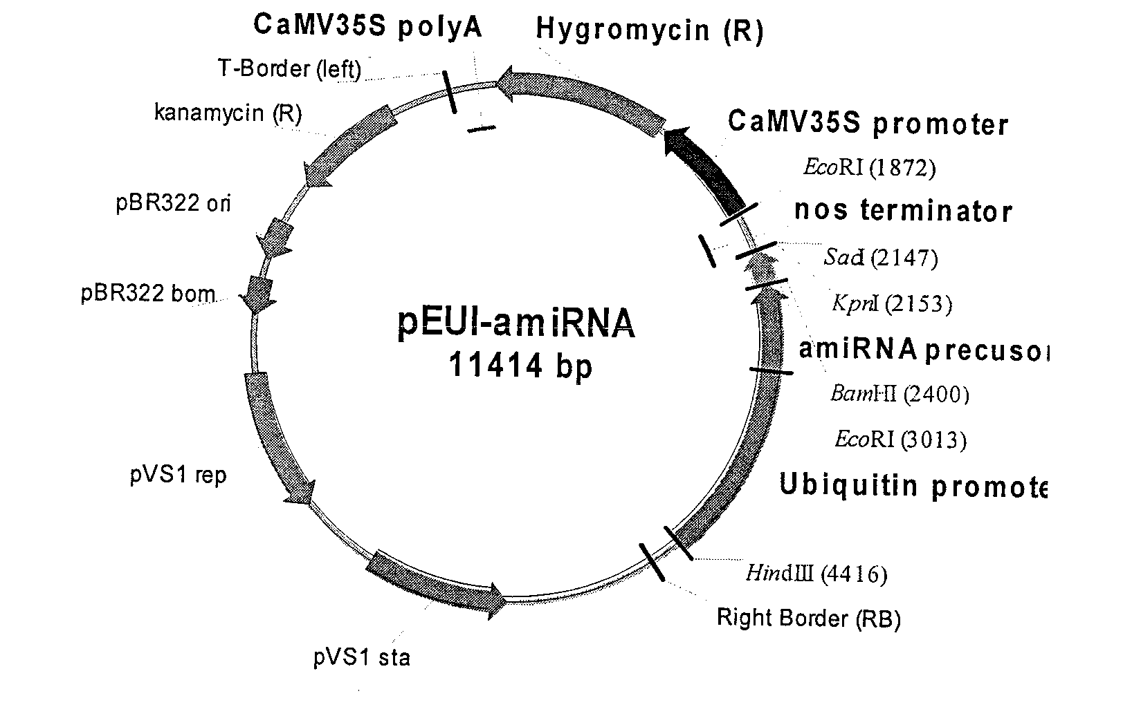 Gene for controlling plant height and neck length of spike of rice and application