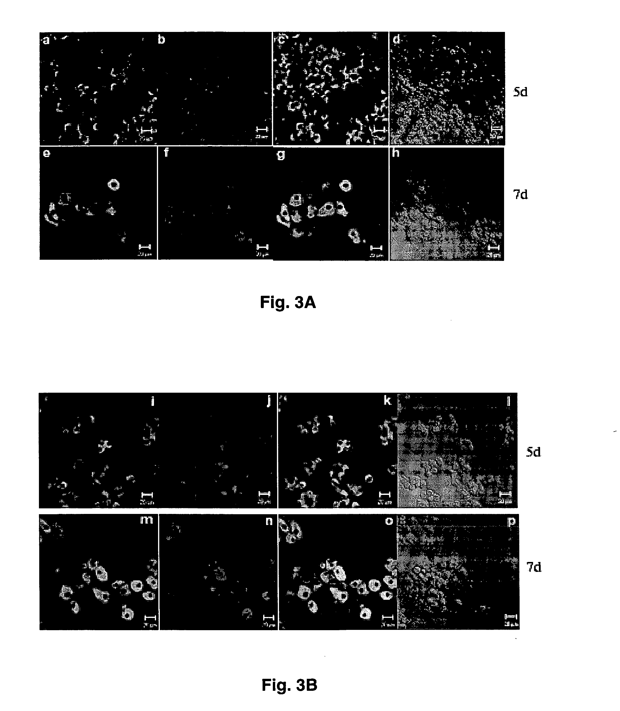 Viral propagation system and uses thereof