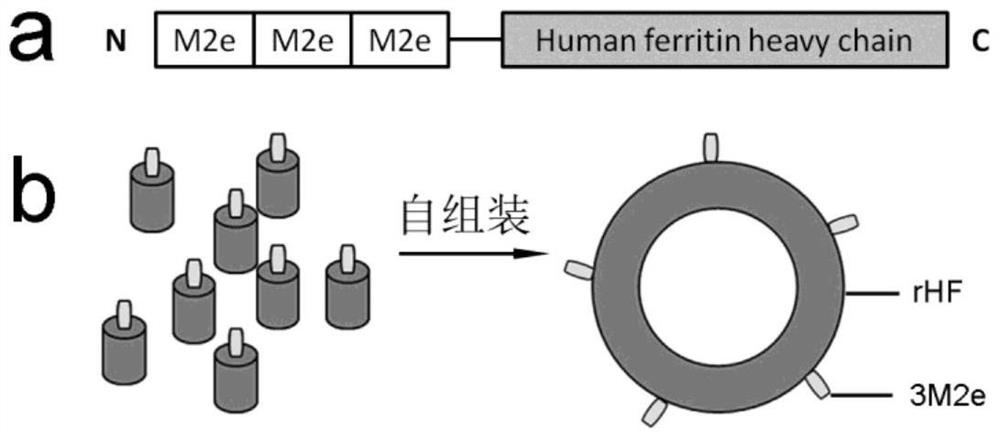 A kind of nano influenza vaccine and its construction method and application