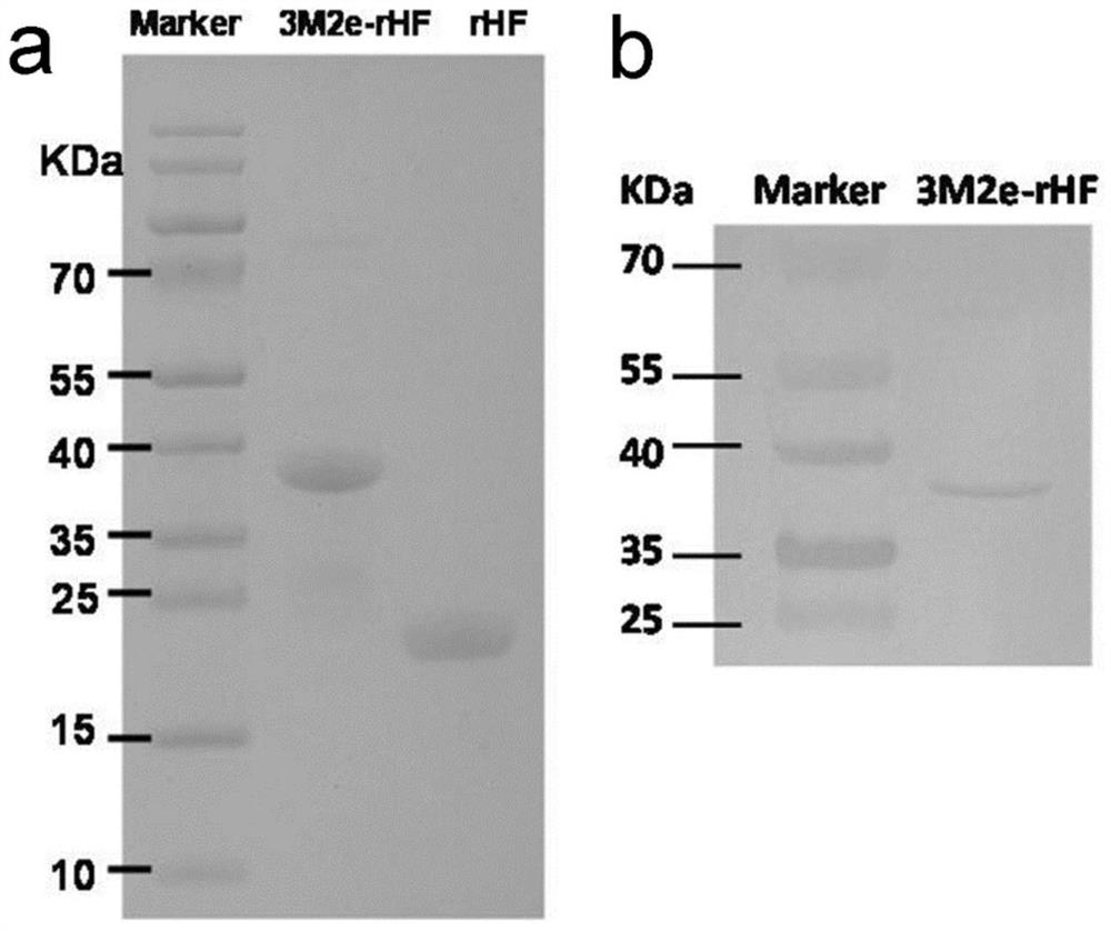 A kind of nano influenza vaccine and its construction method and application