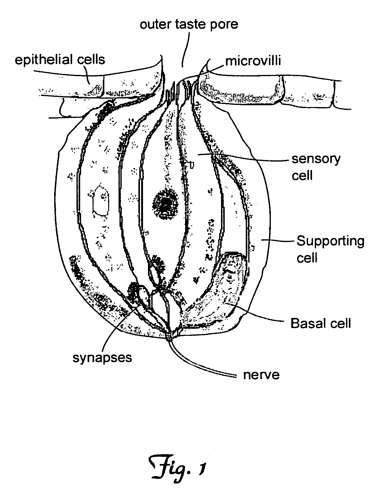 Methods for determining cellular response to stimuli