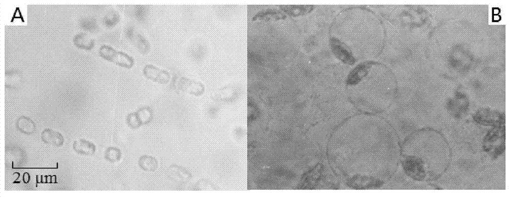 Halobacillus kuroshimensis HSQAY1 with capacity of dissolving skeletonema costatum and application thereof