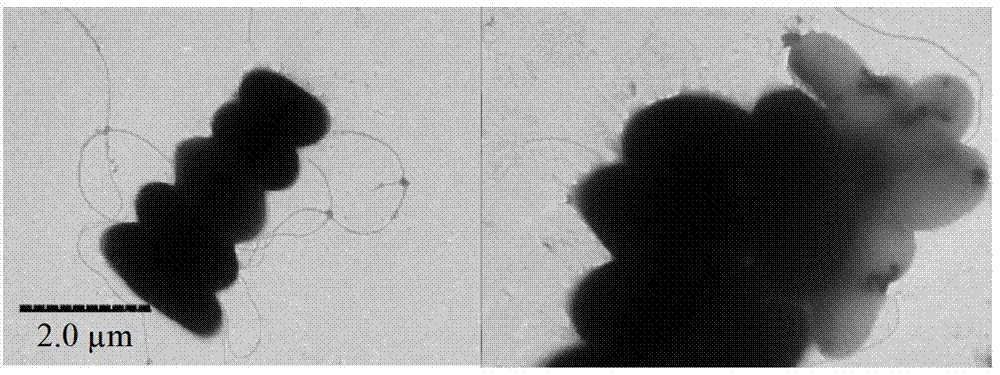 Halobacillus kuroshimensis HSQAY1 with capacity of dissolving skeletonema costatum and application thereof