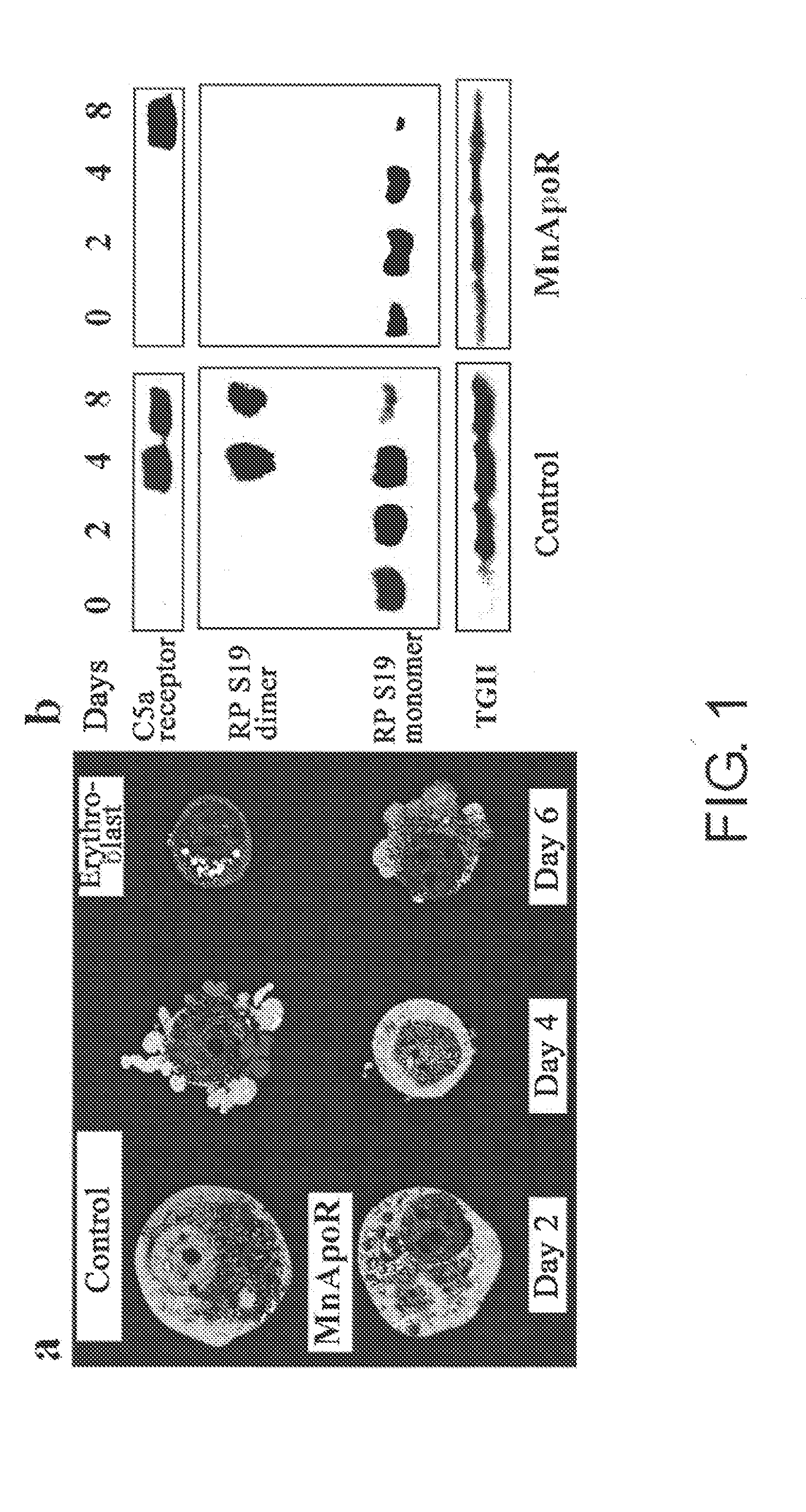 Screening Method for Substance Having Hemocyte Maturation Acceleration Action