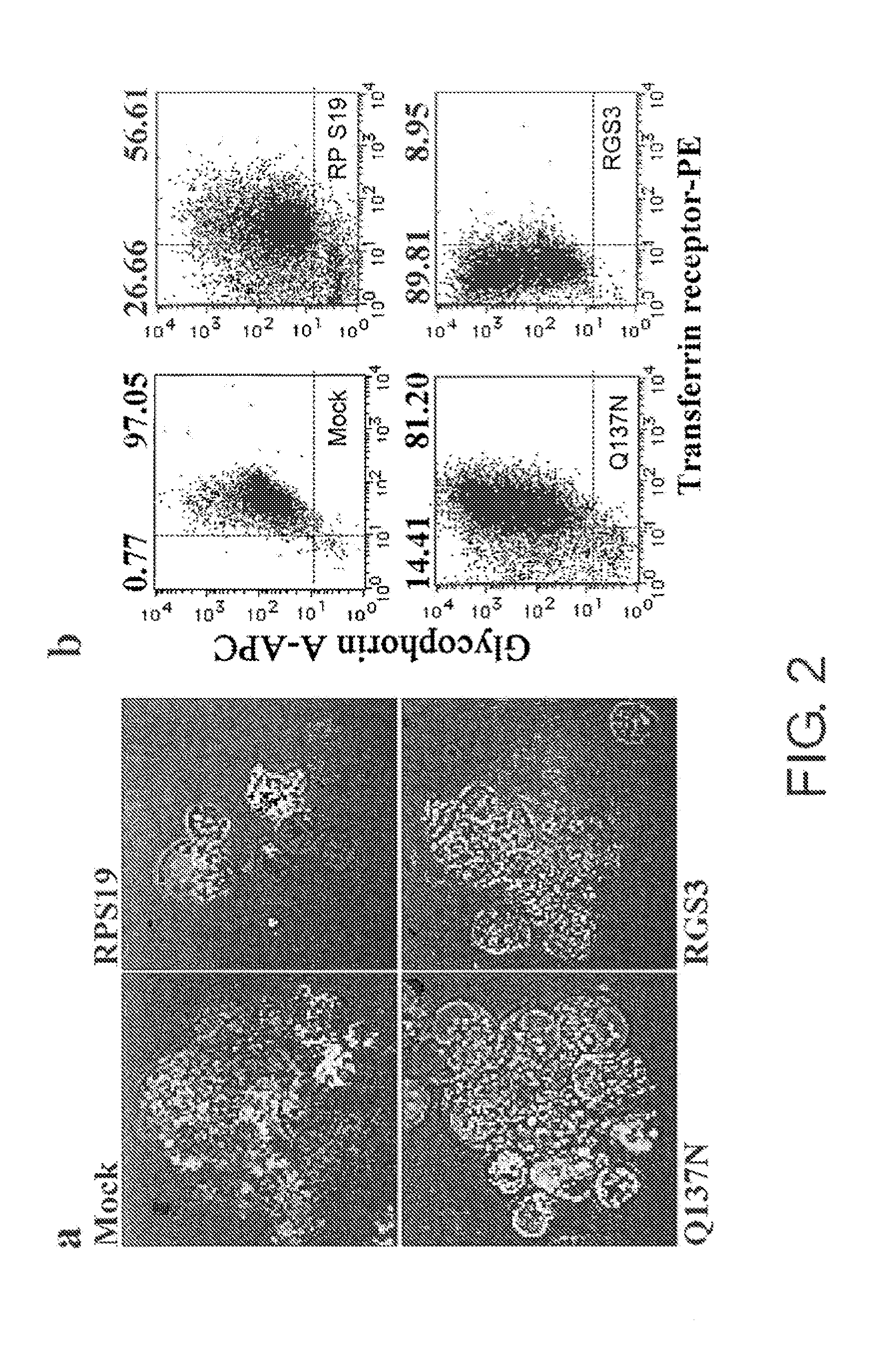 Screening Method for Substance Having Hemocyte Maturation Acceleration Action