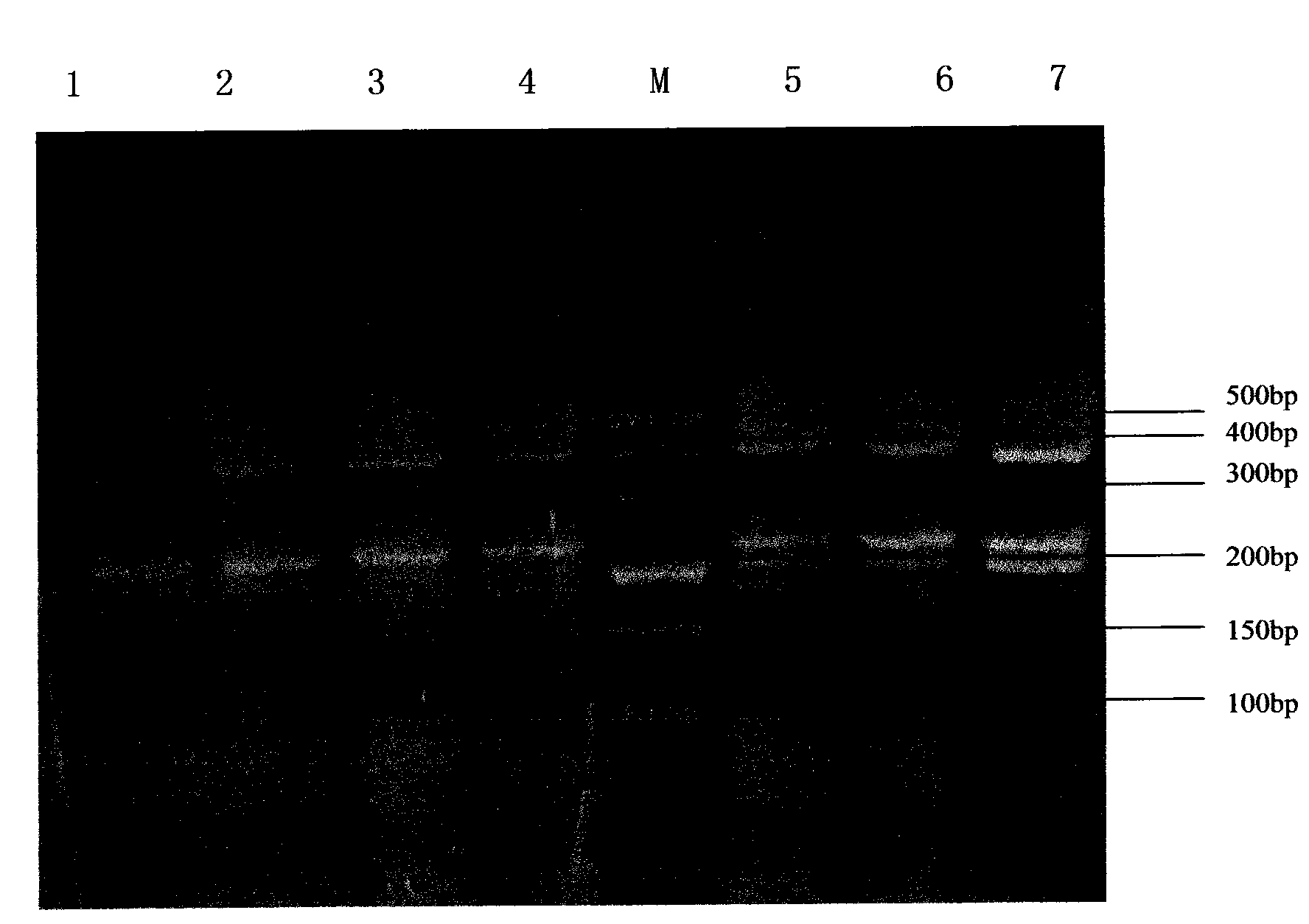 Medicolegal identification method of species