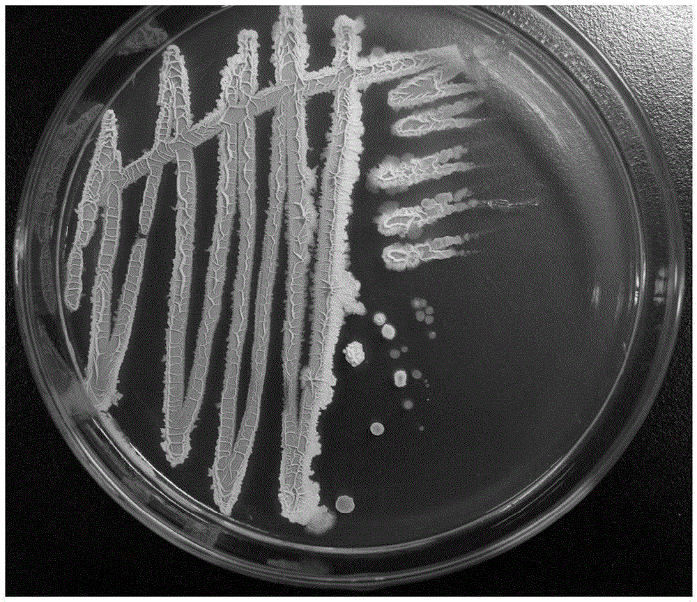 Compound-flavor bacterial agent, preparation method thereof and direct-casting application thereof in sauce aroma enhancement