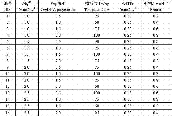 Method for establishing and optimizing exopalaemon modestus SRAP(sequence-related amplified polymorphism)-PCR(polymerase chain reaction) system