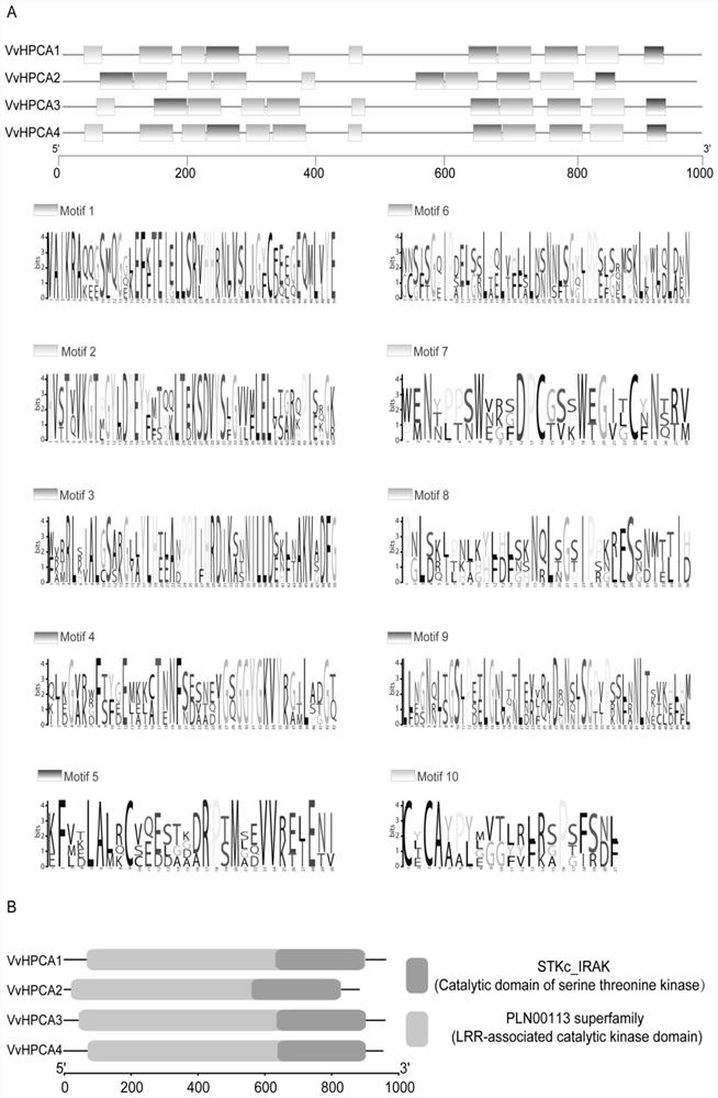 Grape hydrogen peroxide receptor gene and its encoded protein and application