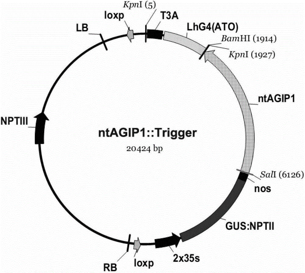 Hybrid crop transgenic safety control method and gene deletion system for implementing same