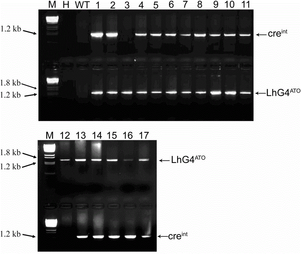 Hybrid crop transgenic safety control method and gene deletion system for implementing same