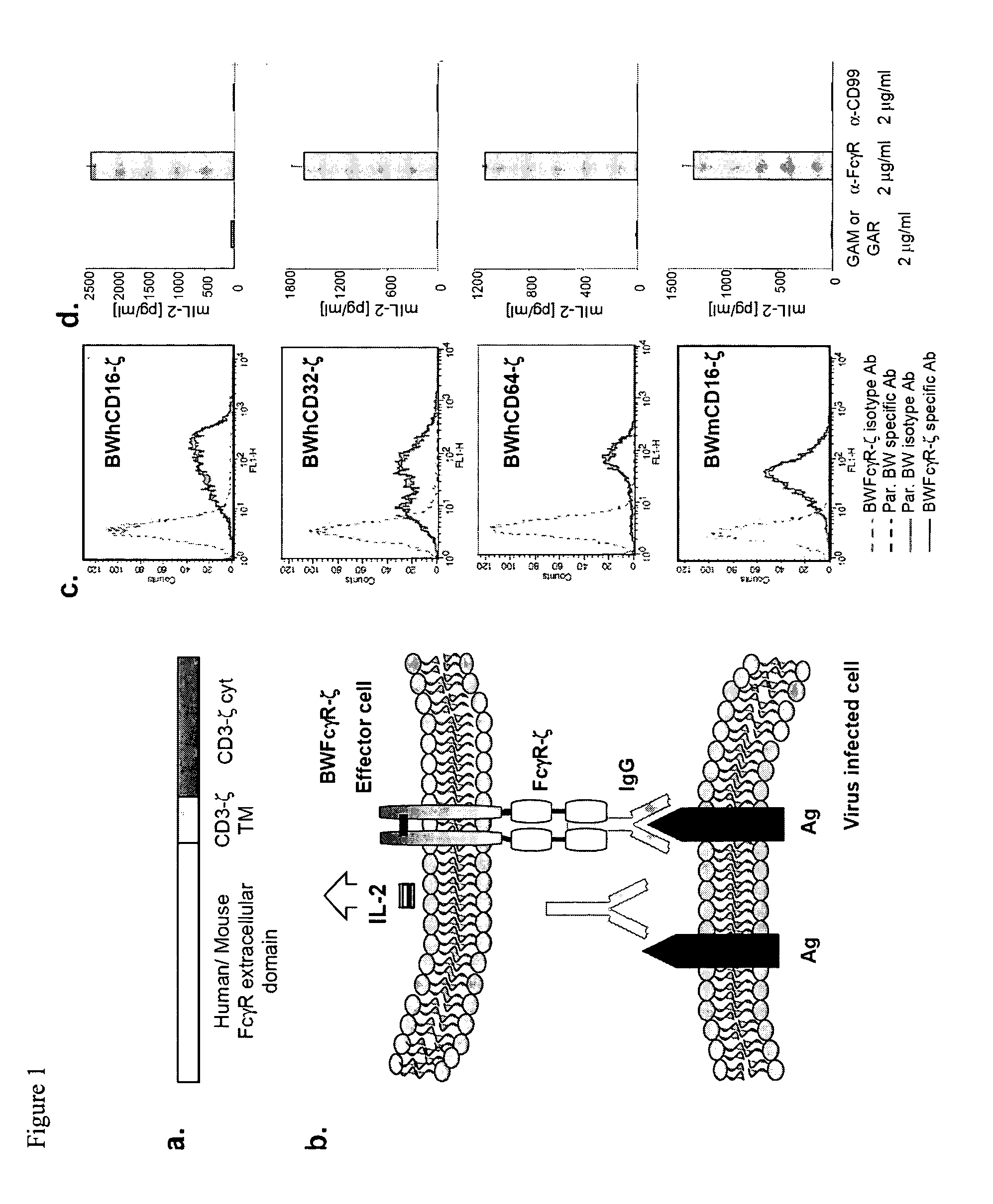 Determination of Interactions of Constant Parts of Antibodies with FC-Gamma Receptors