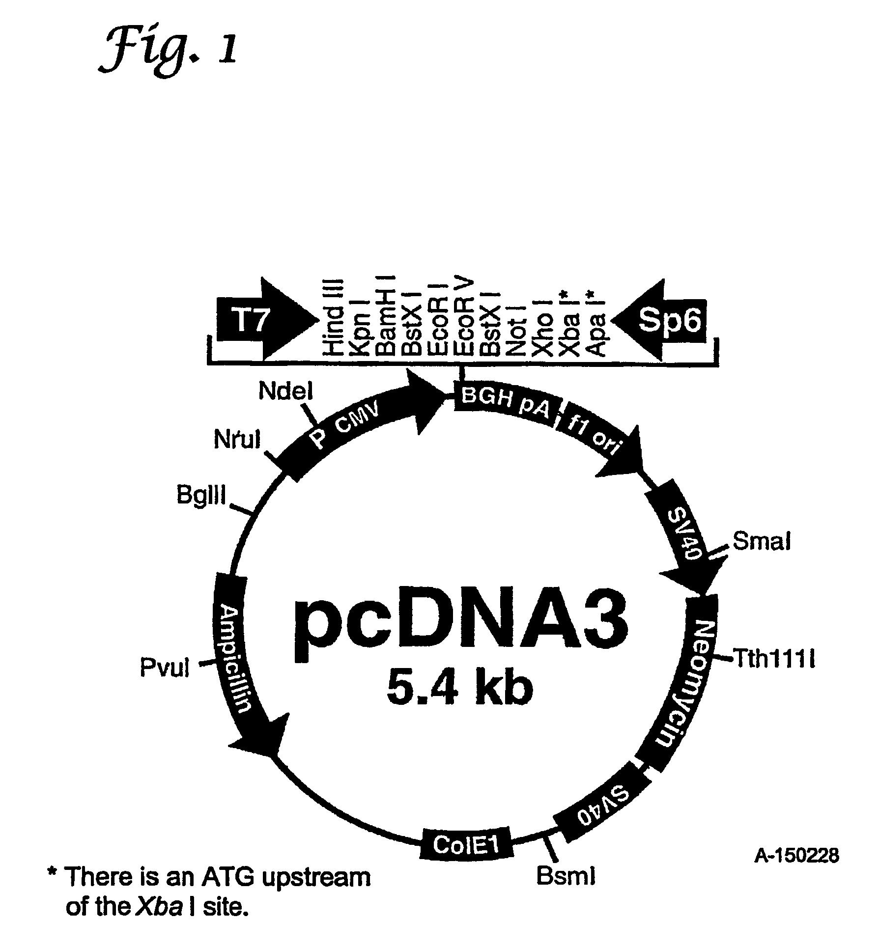 Low molecular weight protein tyrosine phosphatase (LMW-PTP) as a diagnostic and therapeutic target