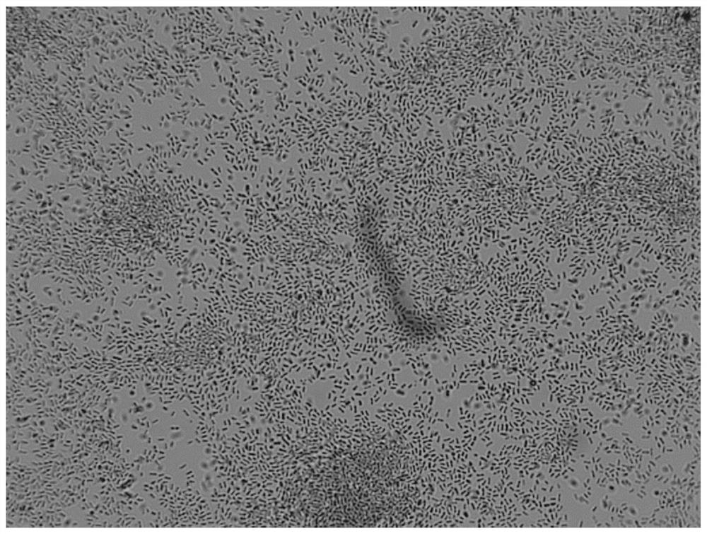 Indole-producing Chryseobacterium sp. And application thereof