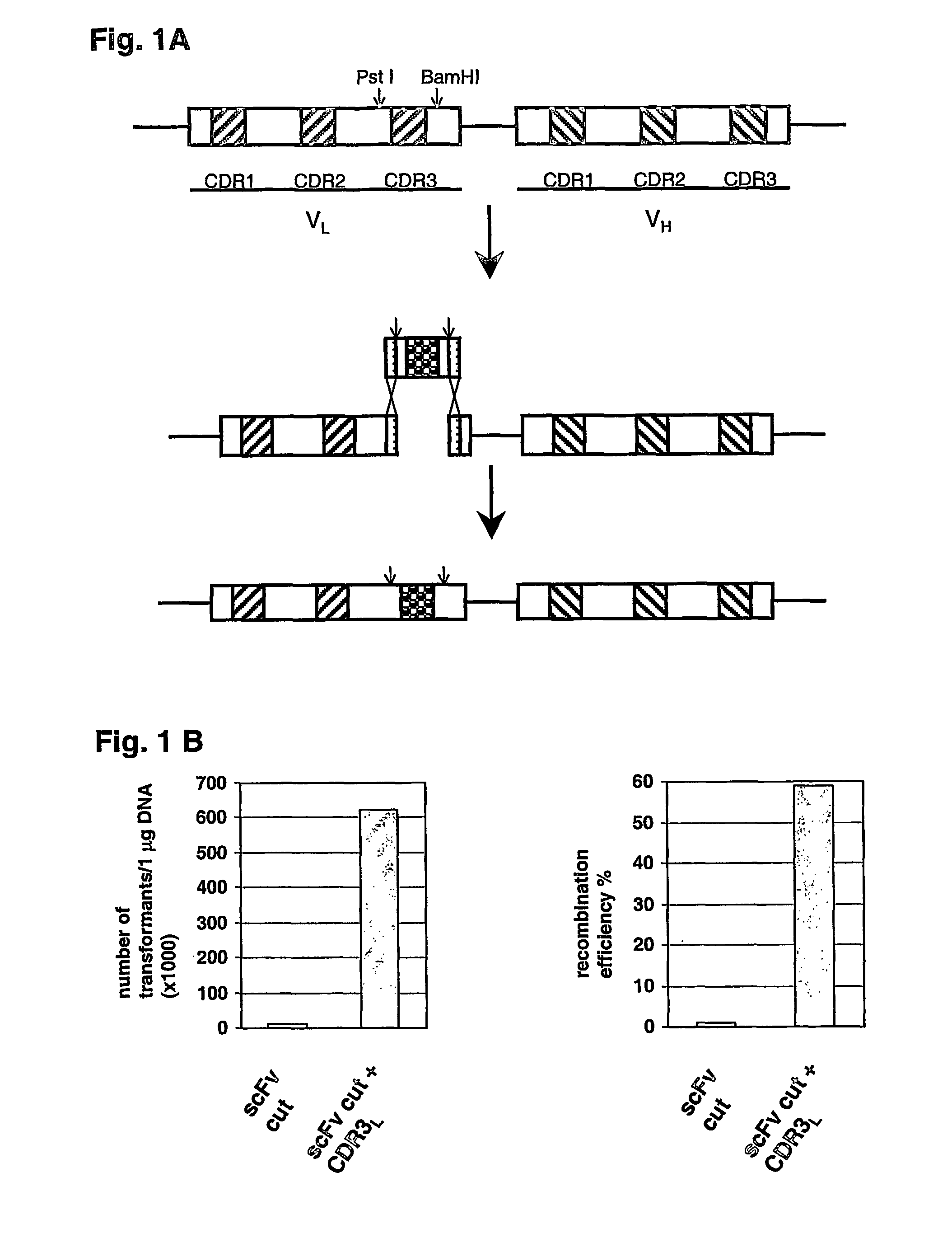 Method for the construction of randomized gene sequence libraries in cells