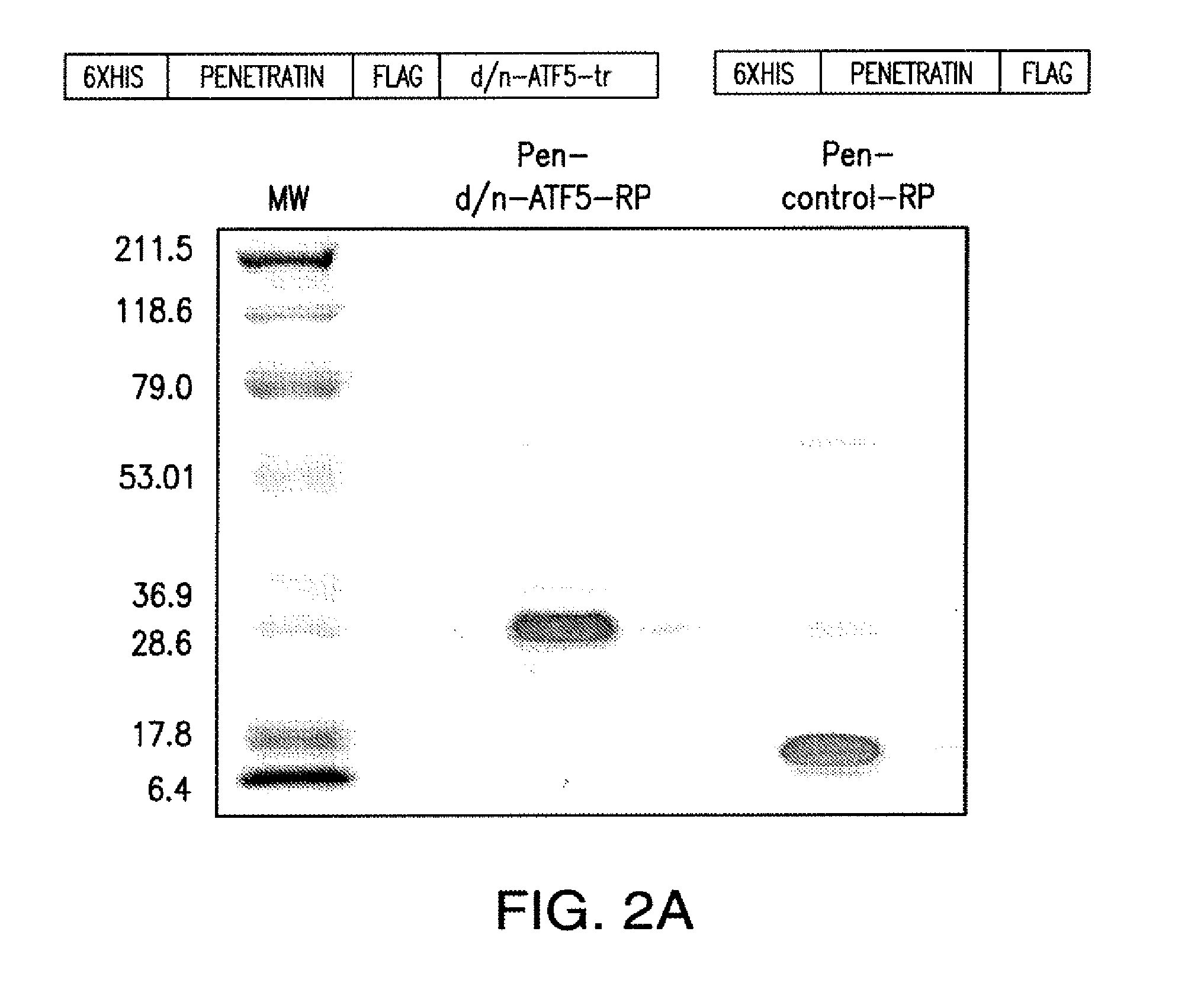 Compositions and methods for inhibiting tumor cells by inhibiting the transcription factor atf5