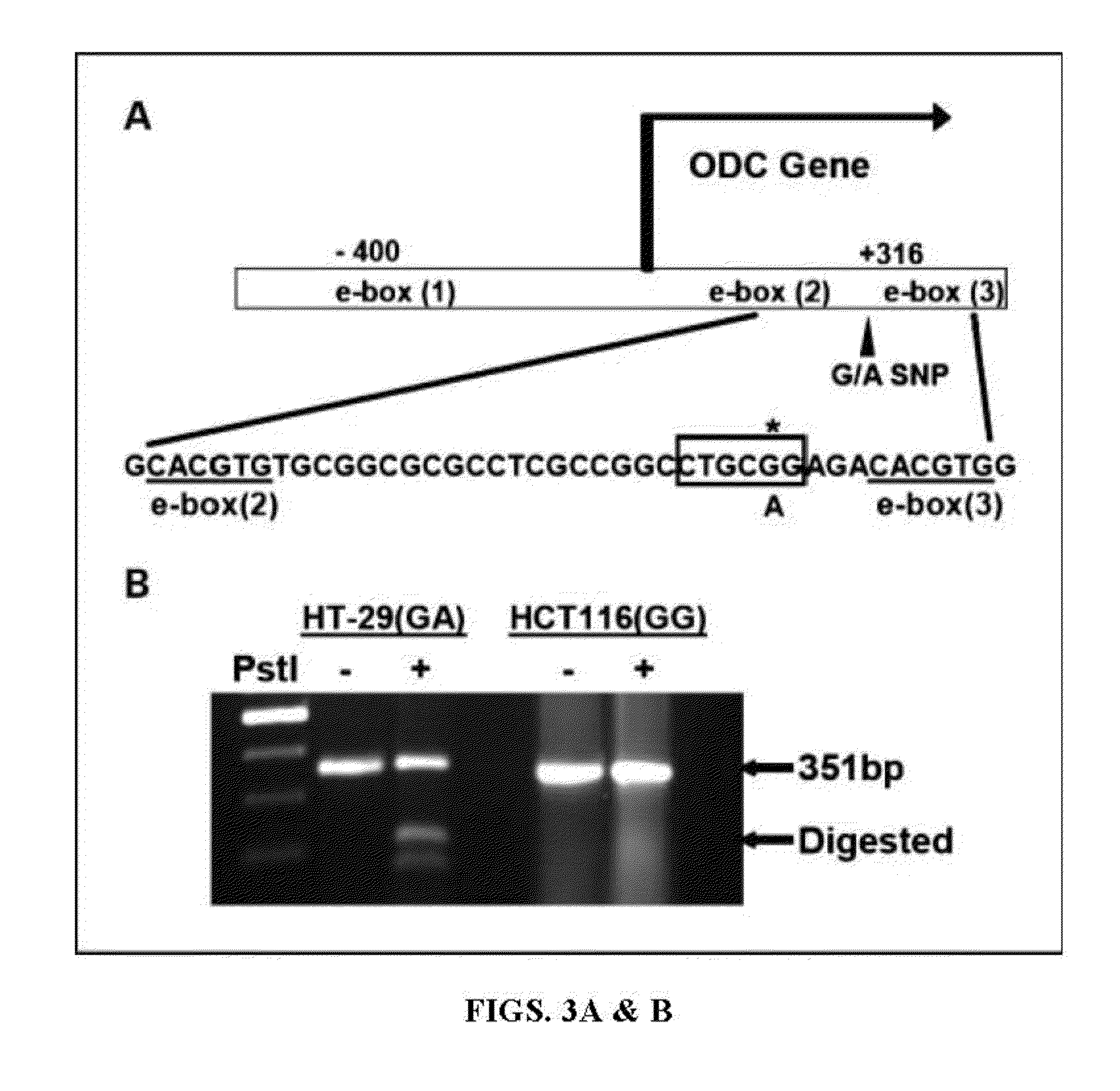 Cancer prevention and treatment methods based on dietary polyamine content