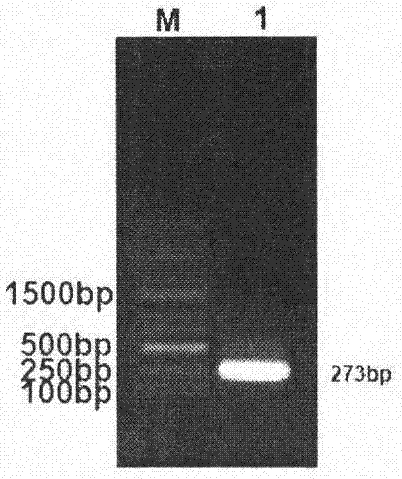 Recombinant bacillus subtilis for expressing avian influenza virus HA antigen fragment and PB1-F2 protein in tandem