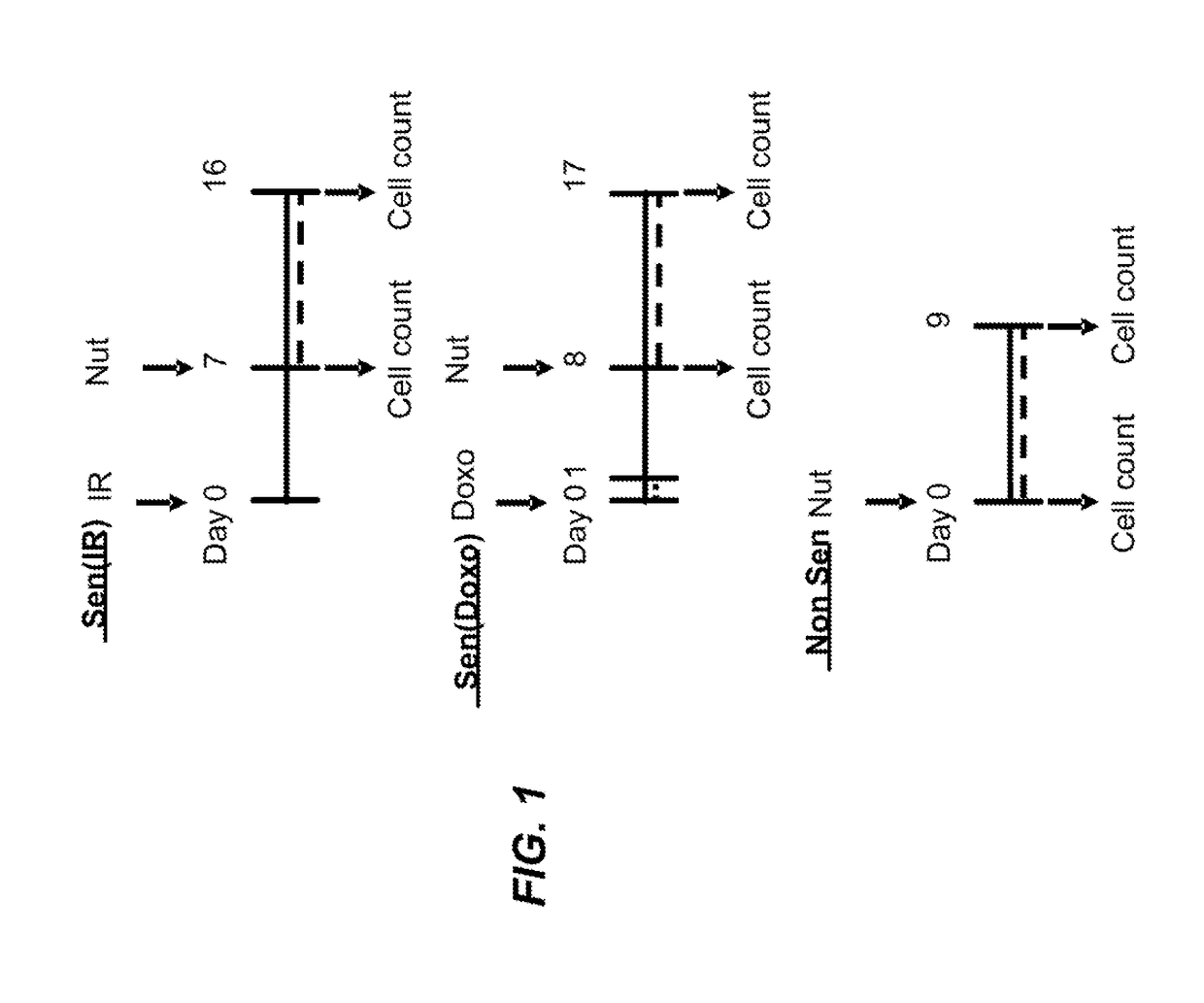 Compositions and methods for treating senescence-associated diseases and disorders