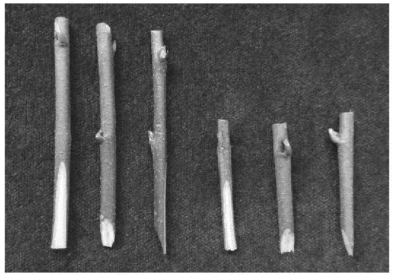 Improved method for great castanopsis hystrix tree high-position grafting