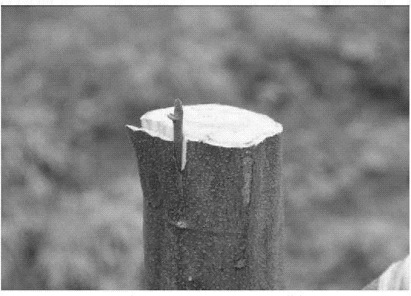 Improved method for great castanopsis hystrix tree high-position grafting