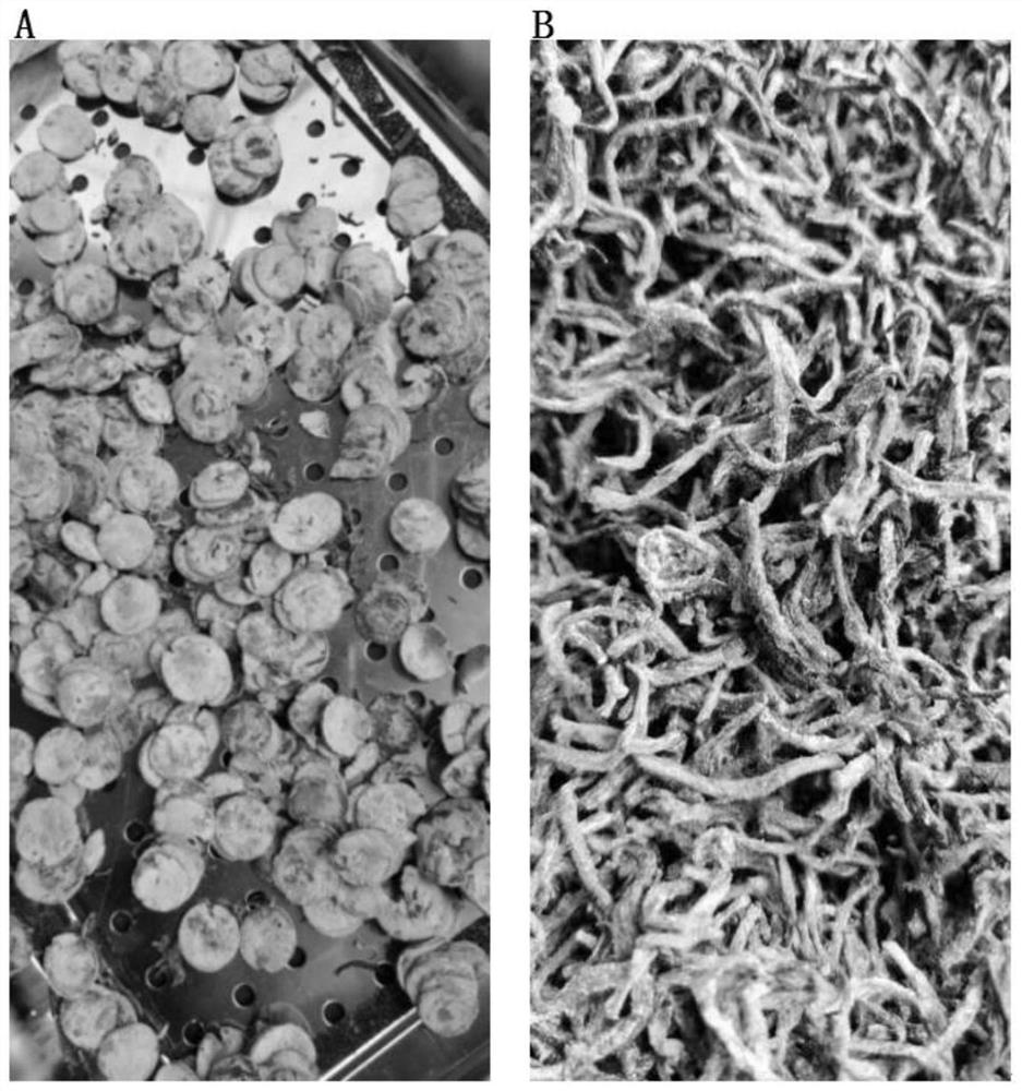 Production process of golden flower and exocarpium citri grandis health-preserving black tea with effects of relieving cough and reducing blood sugar