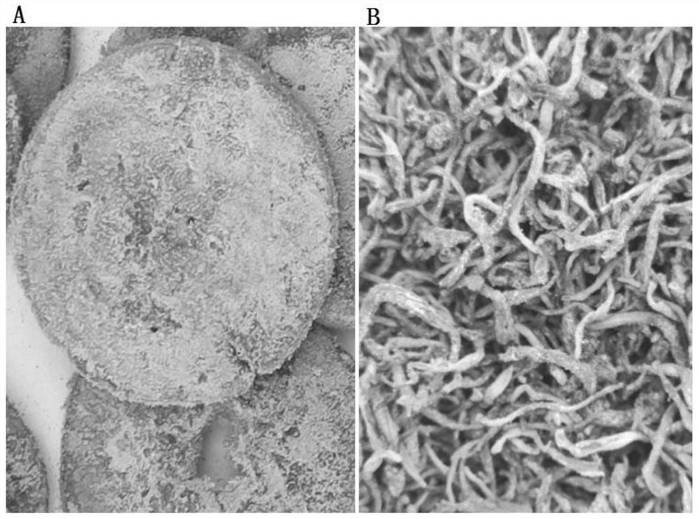 Production process of golden flower and exocarpium citri grandis health-preserving black tea with effects of relieving cough and reducing blood sugar