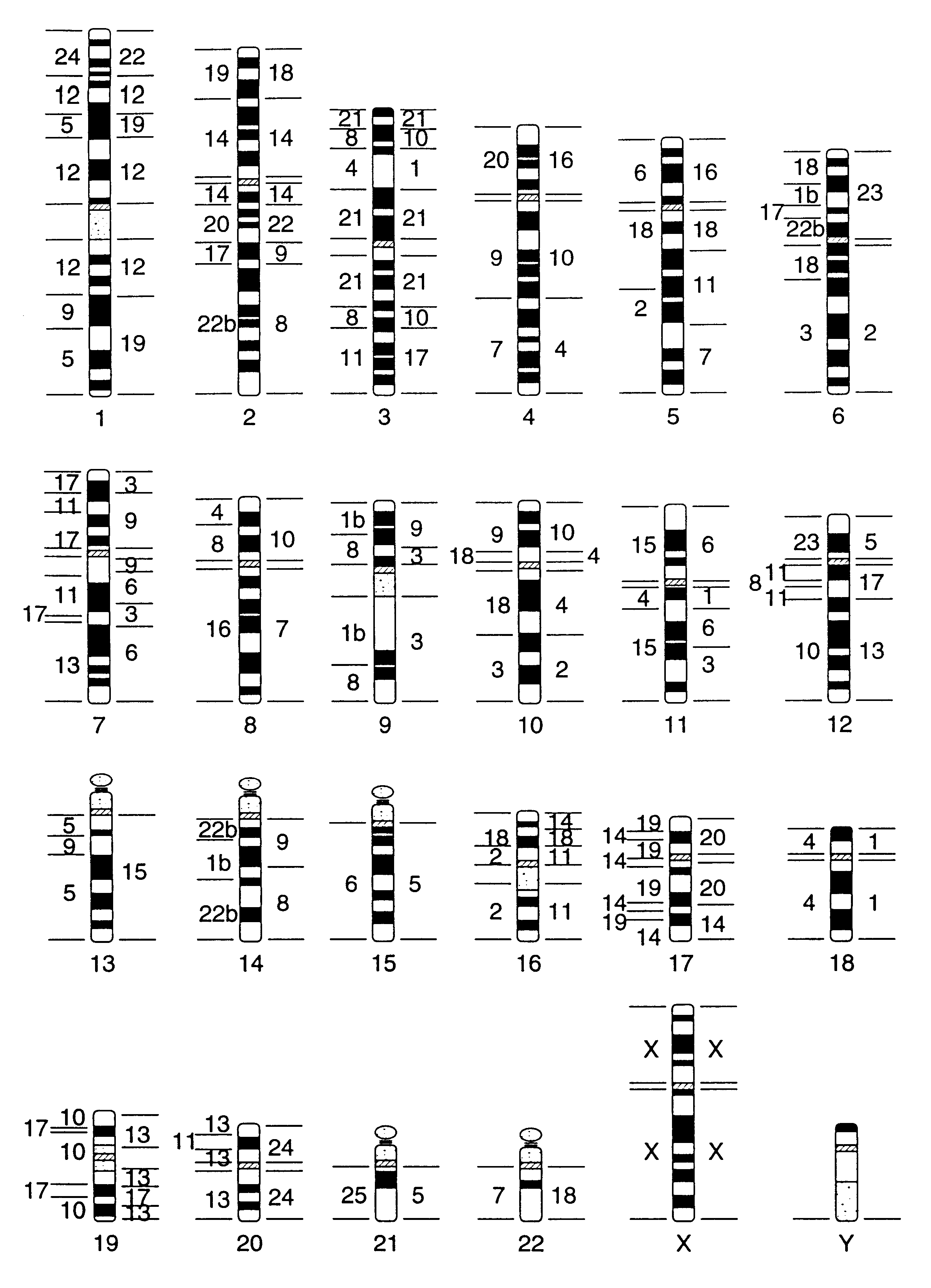 Cross-species chromosome painting