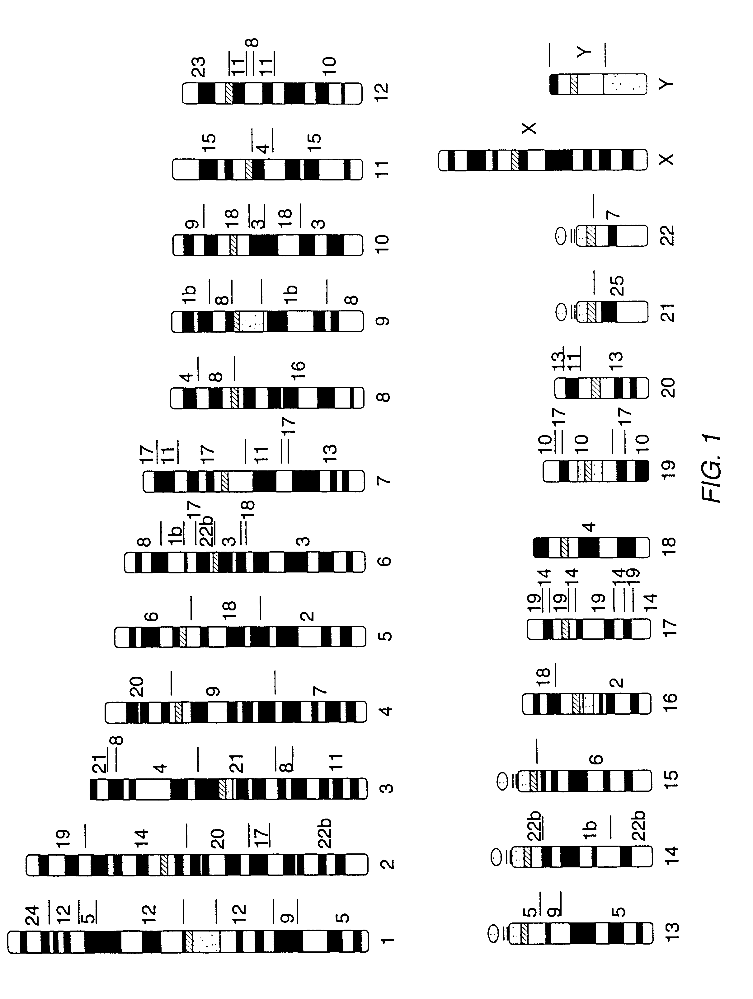 Cross-species chromosome painting