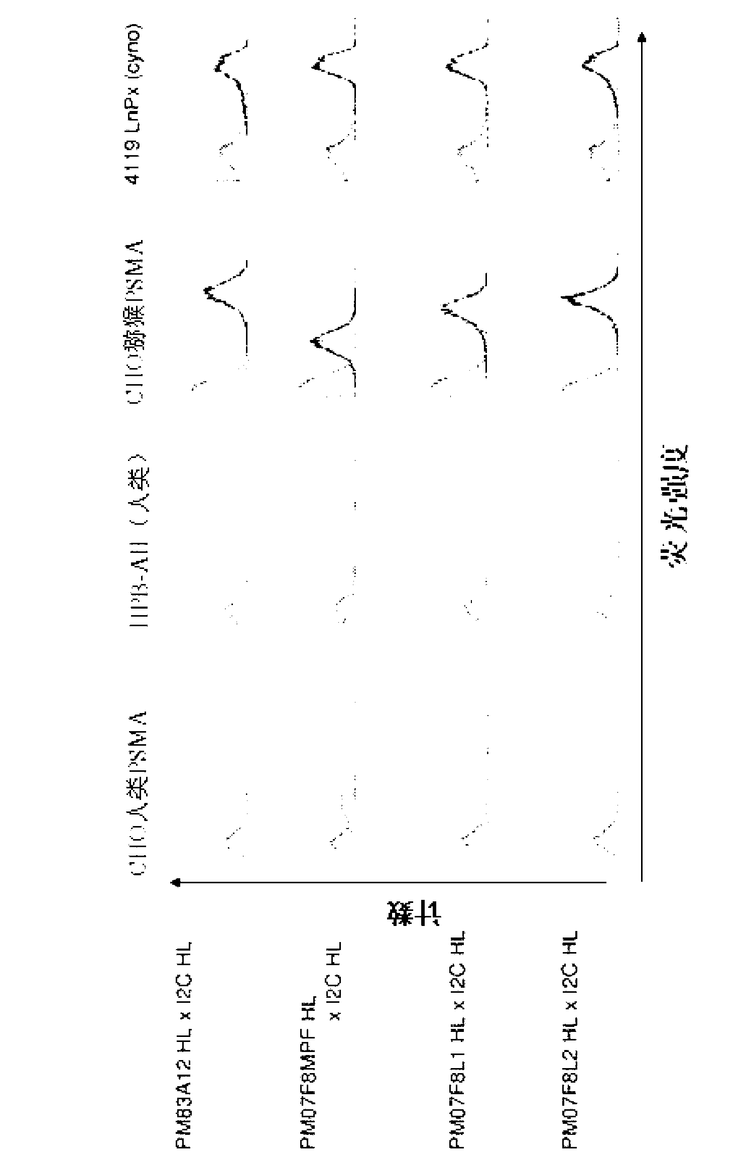 Cross-species-specific psmaxcd3 bispecific single chain antibody