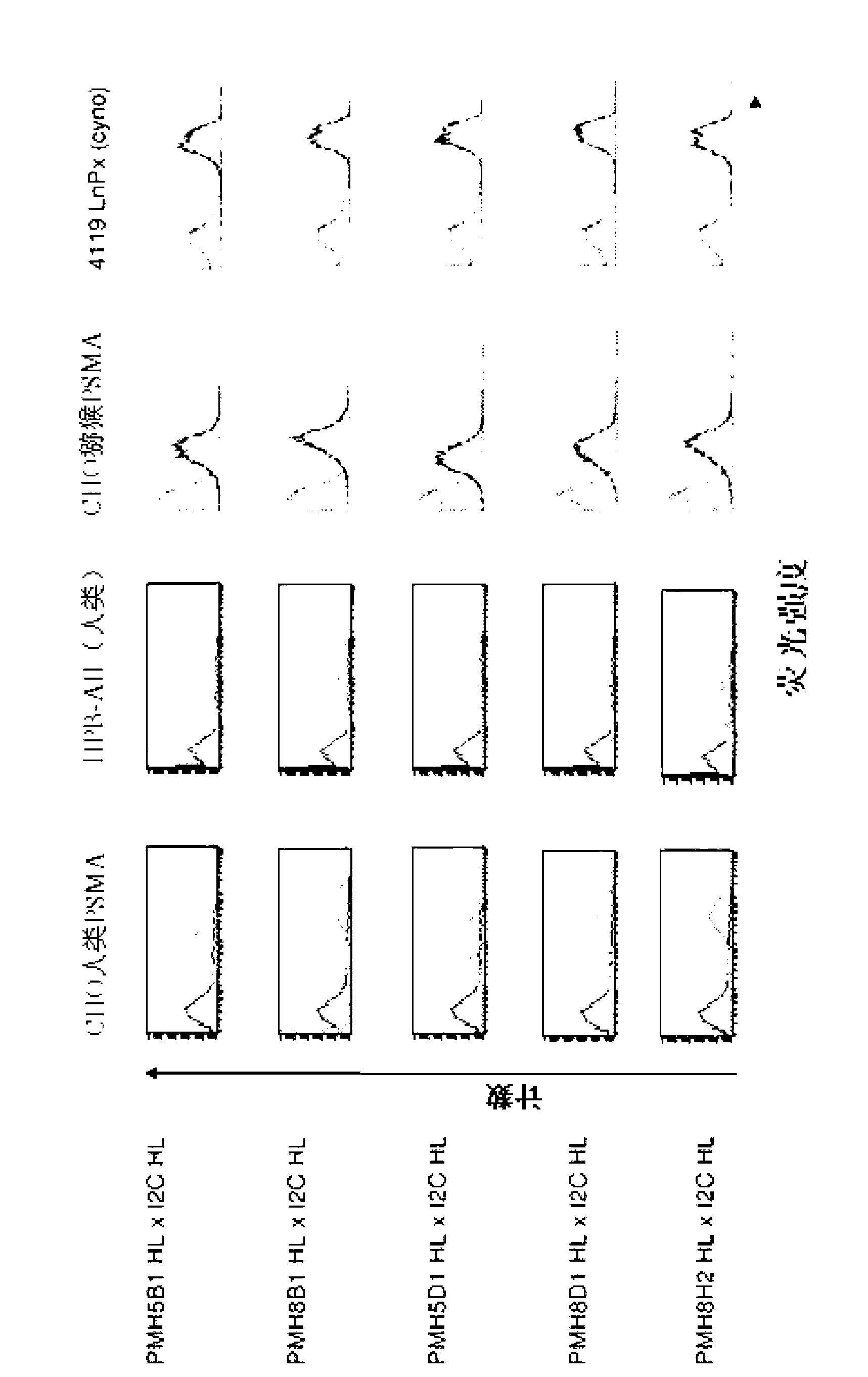 Cross-species-specific psmaxcd3 bispecific single chain antibody