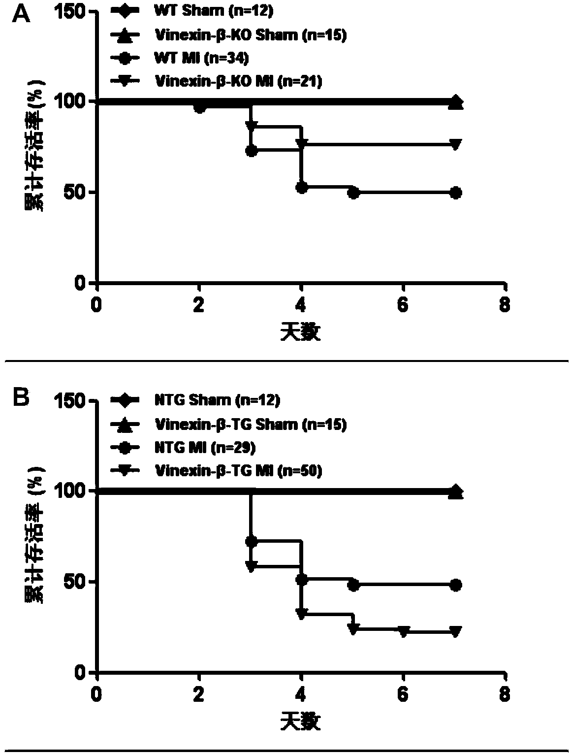 Application of Vinexin-beta gene in coronary atherosclerotic heart disease