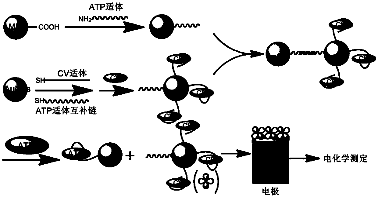 Method for determining ATP content on basis of magnetic bead separation and DNA marker gold nanoparticle probe