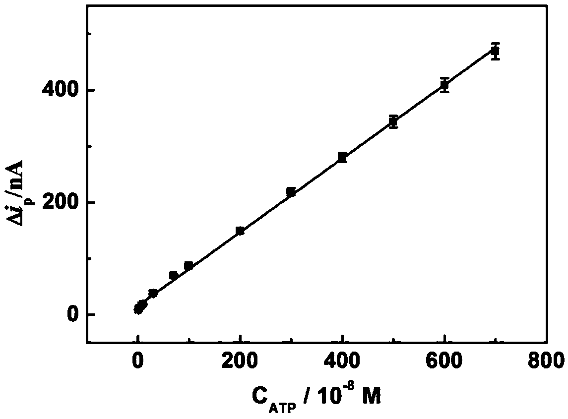 Method for determining ATP content on basis of magnetic bead separation and DNA marker gold nanoparticle probe