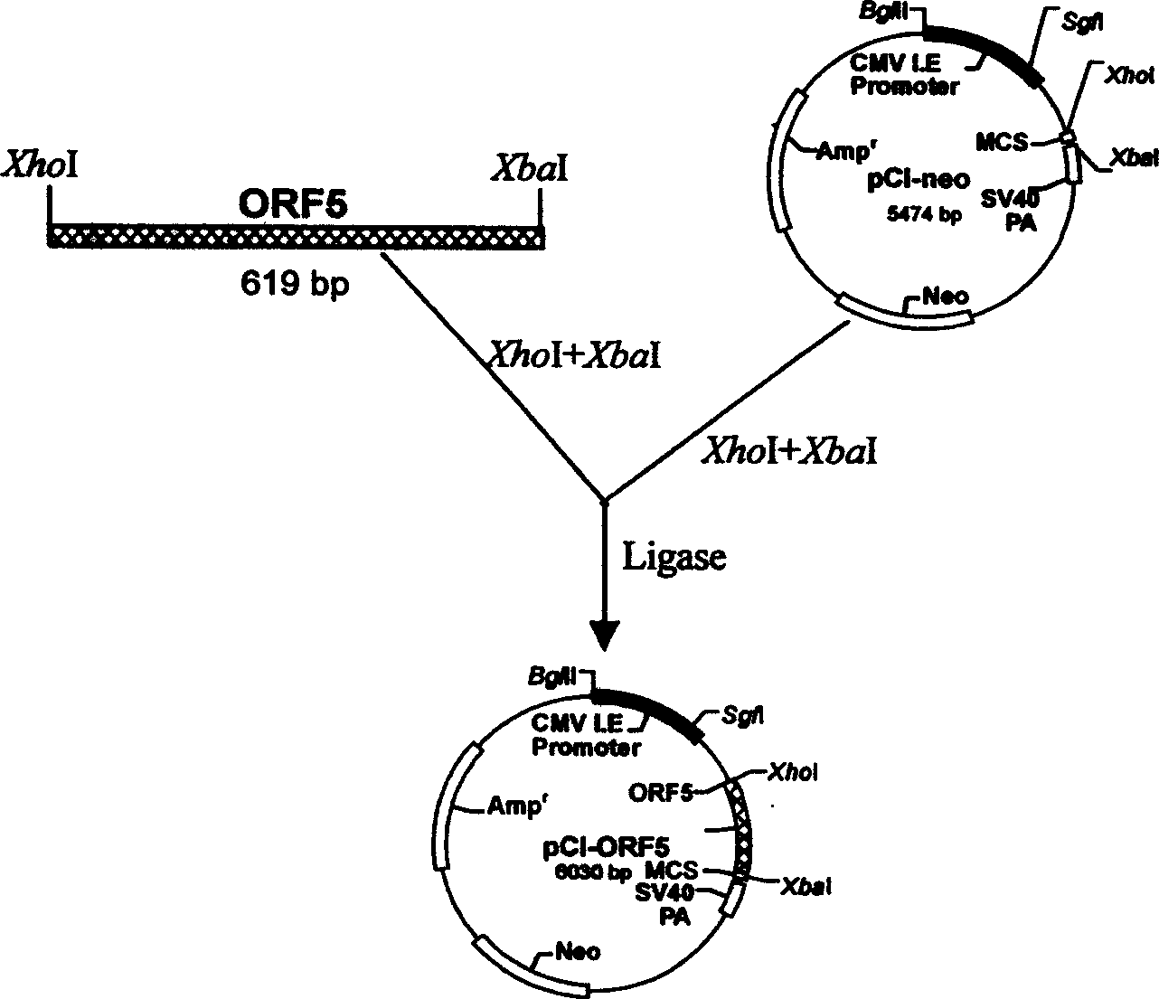 Swing breeding and respiratory syndrome suicide DNA vaccine and use