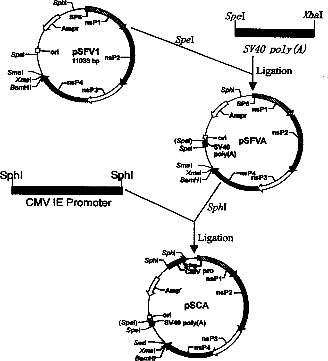 Swing breeding and respiratory syndrome suicide DNA vaccine and use