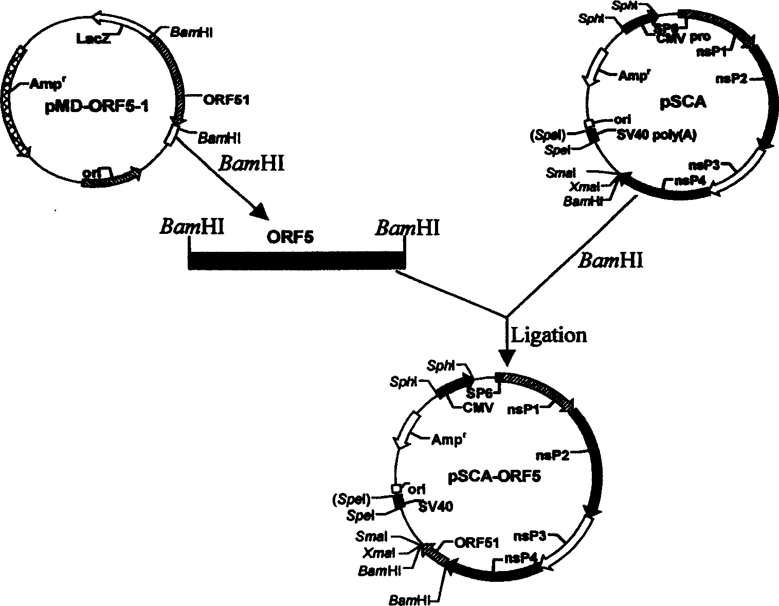 Swing breeding and respiratory syndrome suicide DNA vaccine and use