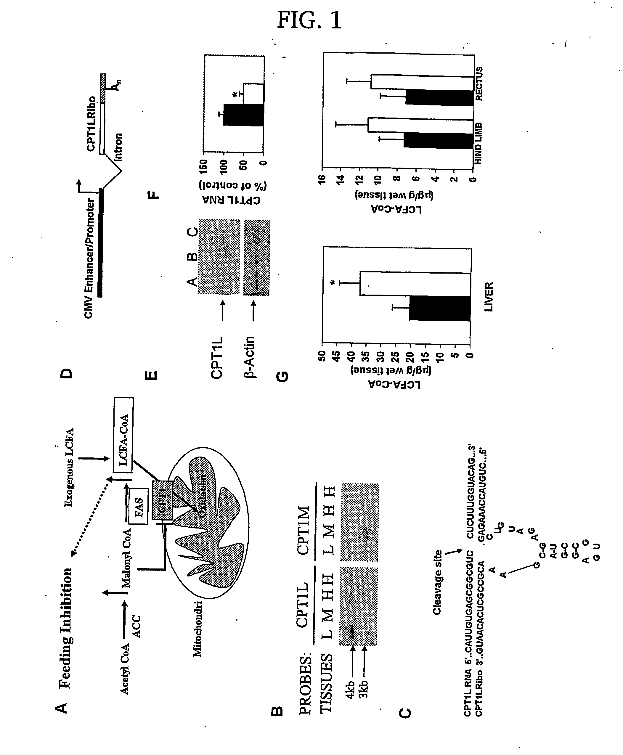 Regulation of food intake and glucose production by modulation of long-chain fatty acyl-coa levels in the hypothalamus