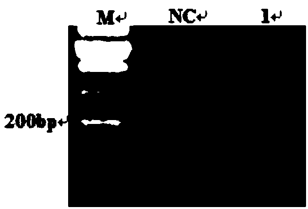 Epinephelus coioides insulin gene, coded protein and application thereof