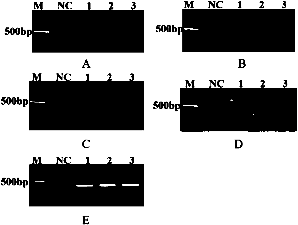 Epinephelus coioides insulin gene, coded protein and application thereof