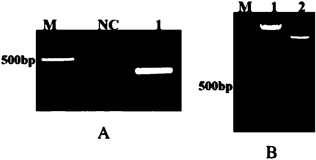 Epinephelus coioides insulin gene, coded protein and application thereof