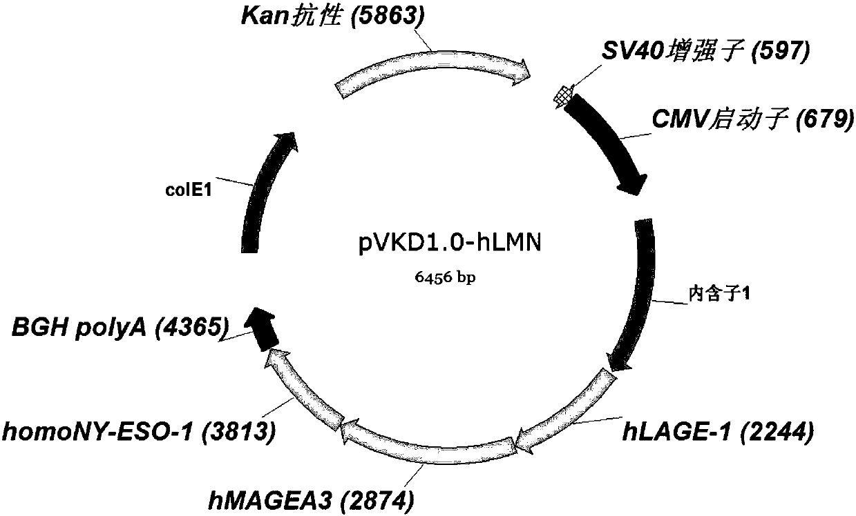 CD4 helper T cell epitope fusion peptide and vaccines thereof