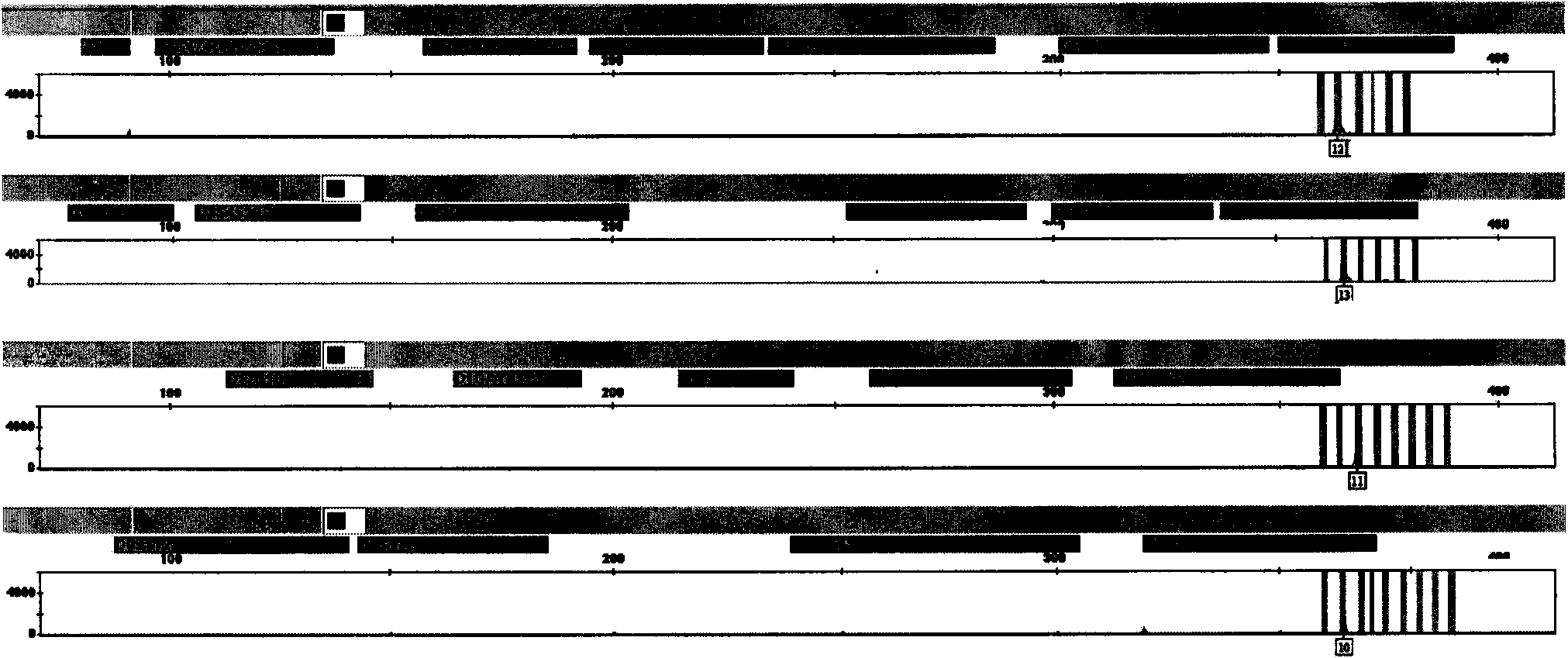 Detection method and kit for human papilloma virus