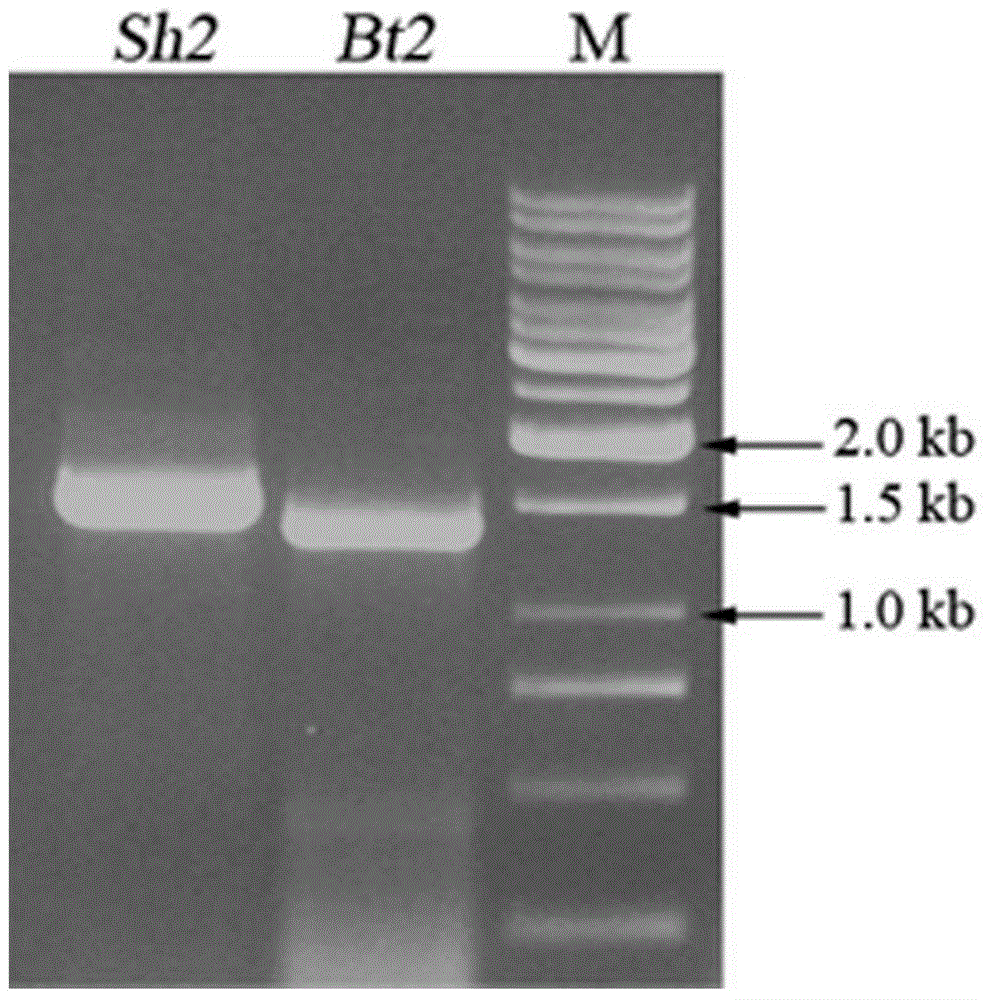 ADP-glucose pyrophosphorylase mutant and screening method and application thereof