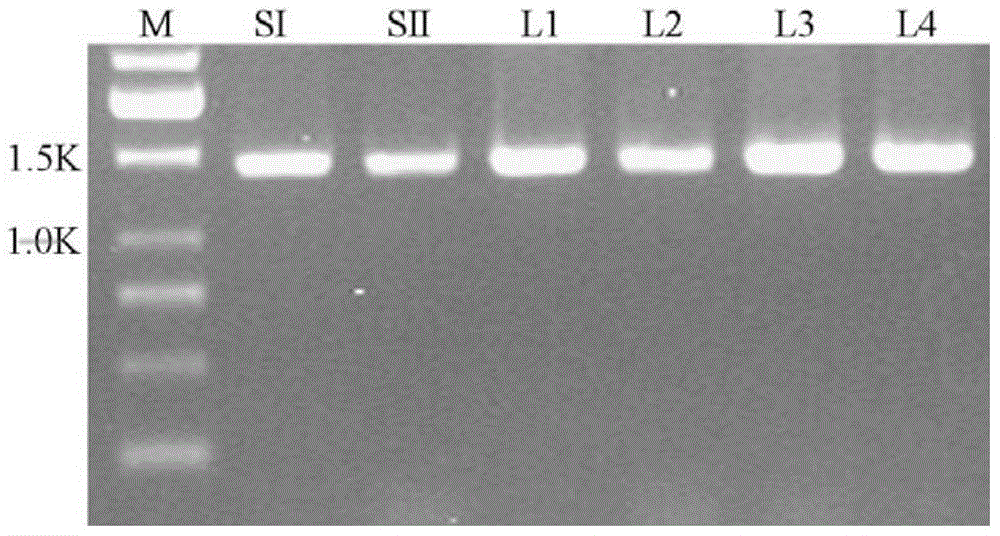 ADP-glucose pyrophosphorylase mutant and screening method and application thereof