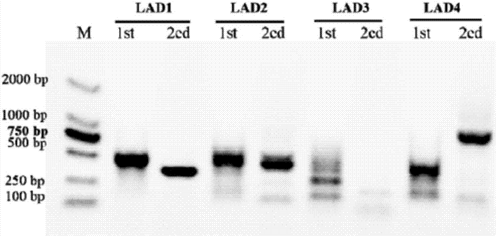 Elephant grass vascular tissue-specific promoter and its application