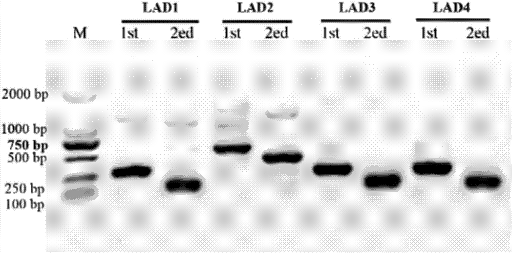 Elephant grass vascular tissue-specific promoter and its application